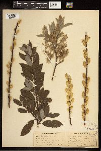 Salix bebbiana image