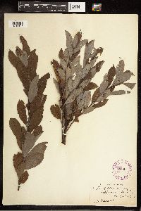 Salix bebbiana image