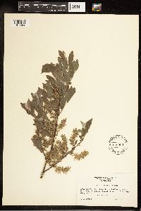 Salix bebbiana image
