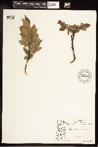 Salix calcicola image