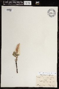 Salix calcicola image