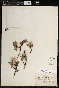 Salix calcicola image