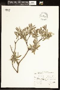 Salix candida image