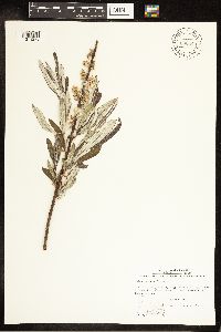 Salix candida image
