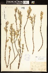 Salix candida image
