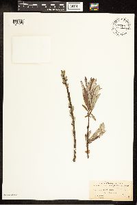 Salix candida image