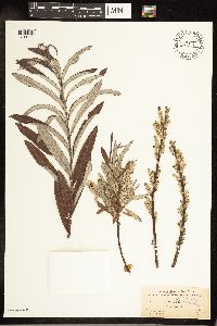 Salix candida image