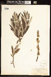 Salix candida image