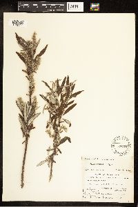 Salix candida image