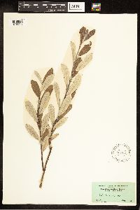 Salix candida image