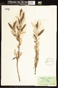 Salix candida image