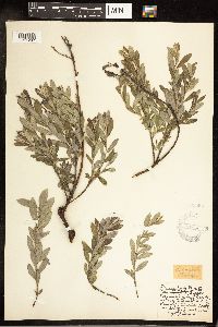 Salix candida image