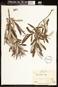 Salix candida image