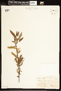 Salix candida image