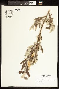 Salix candida image