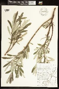 Salix candida image