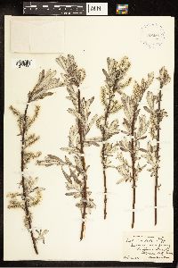 Salix candida image
