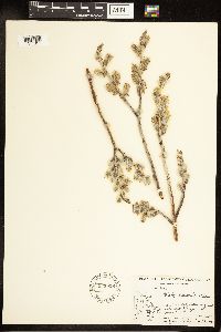 Salix candida image