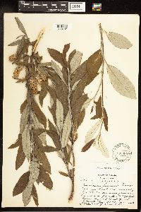 Salix candida image