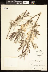Salix candida image
