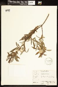 Salix candida image