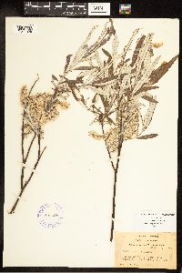 Salix candida image