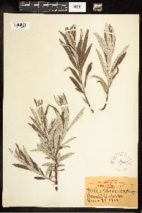 Salix candida image