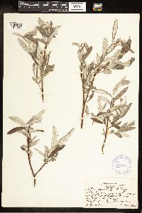Salix candida image