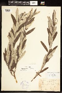 Salix candida image