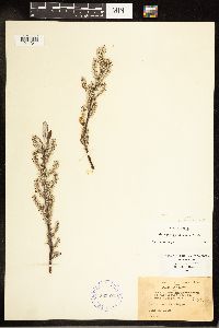 Salix candida image