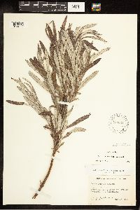 Salix candida image
