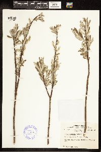 Salix candida image