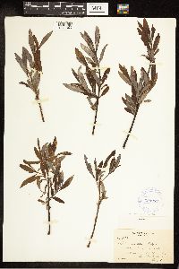 Salix candida image