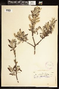 Salix candida image