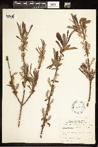 Salix candida image