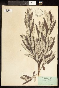 Salix candida image
