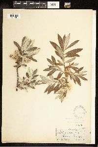 Salix candida image