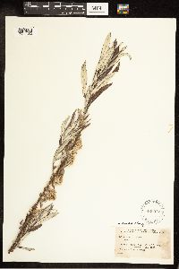 Salix candida image