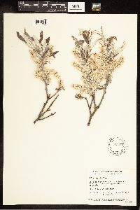 Salix candida image