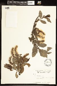 Salix commutata image