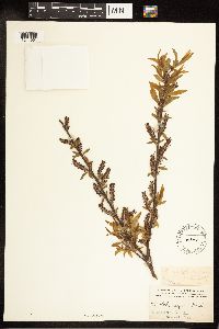Salix cordata image