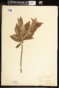 Salix cordata image