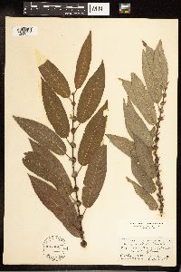 Salix cordata image