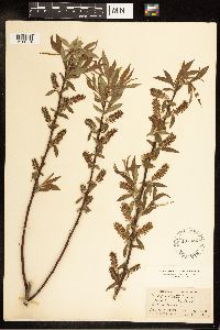 Salix cordata image