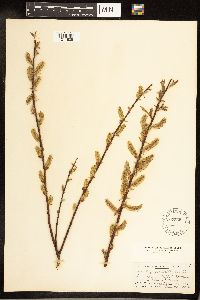 Salix cordata image