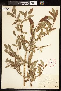 Salix cordata image