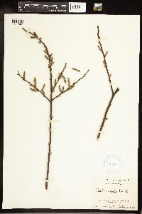 Salix cordata image