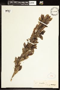 Salix cordata image