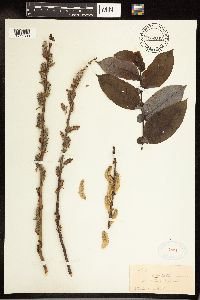 Salix cordata image