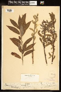 Salix cordata image